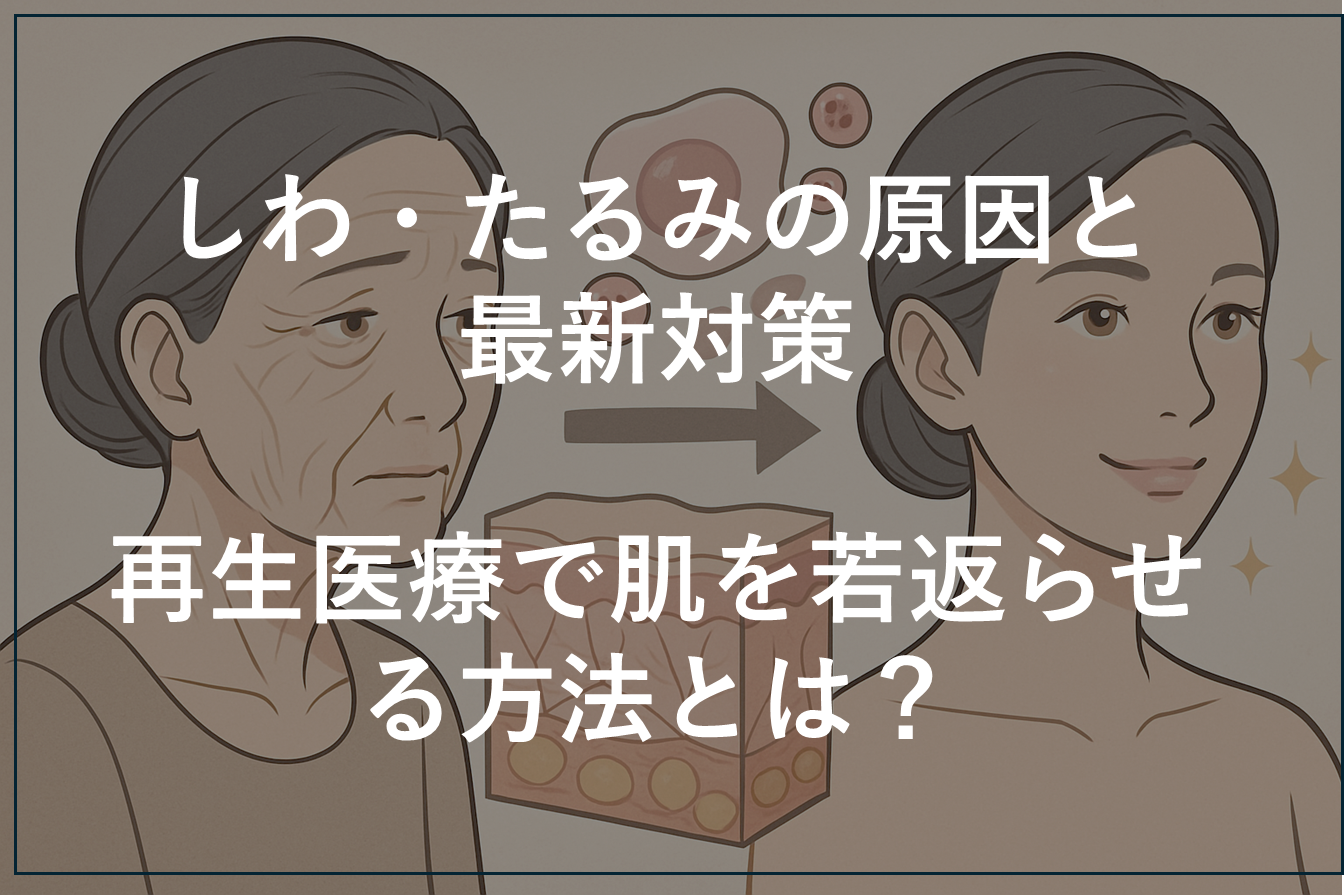 顔のたるみとしわの模式図