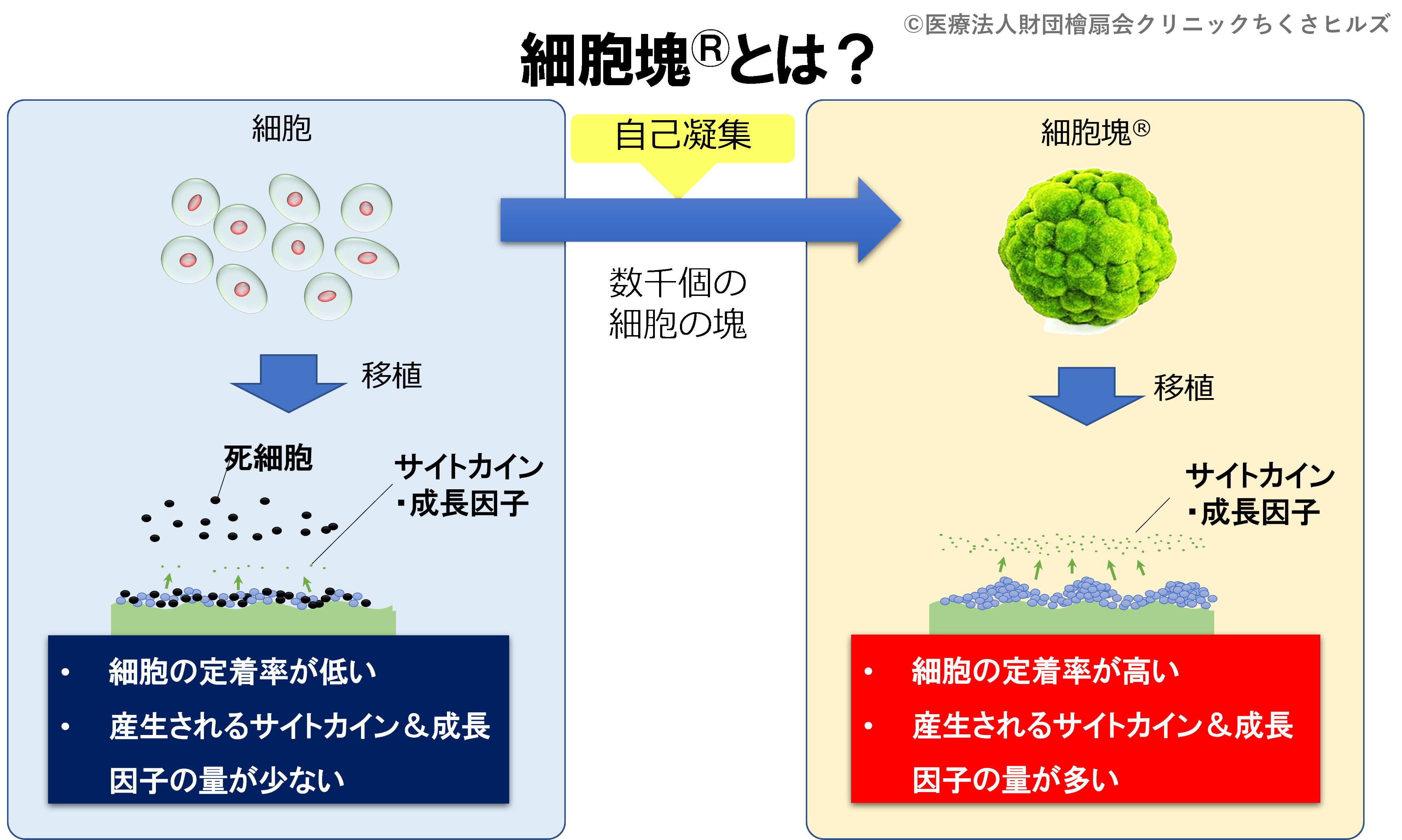 幹細胞塊参考画像